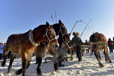 ​被质疑是洗澡鱼仍不够卖，一斤30元，查干湖的胖头鱼有何特别之处