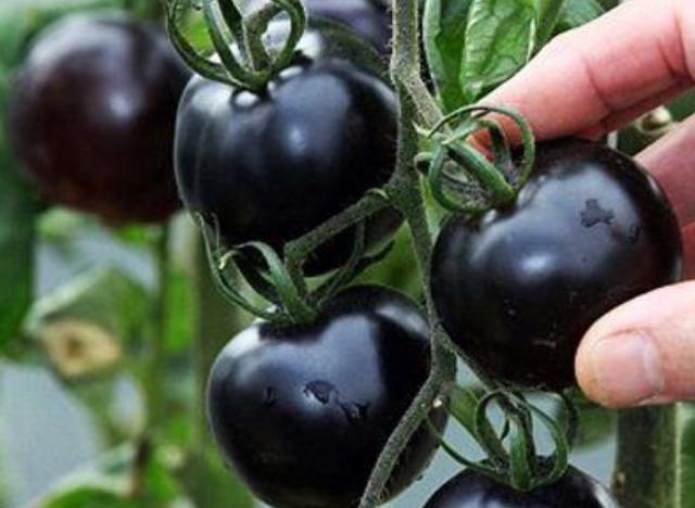 盘点5种黑色水果，后2种为土豪定制，网友：我连瓜都吃不起