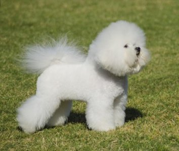 ​公认十种聪明的狗子