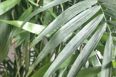 ​凤尾竹与棕竹的区别