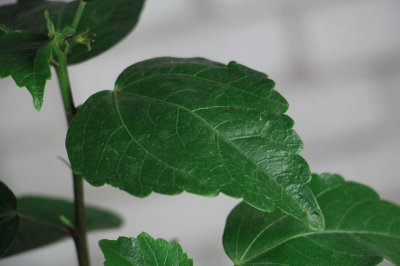 ​扶桑怎么扦插