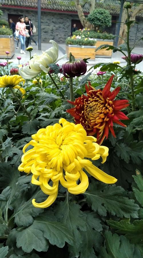 菊花开瓶盖是什么意思