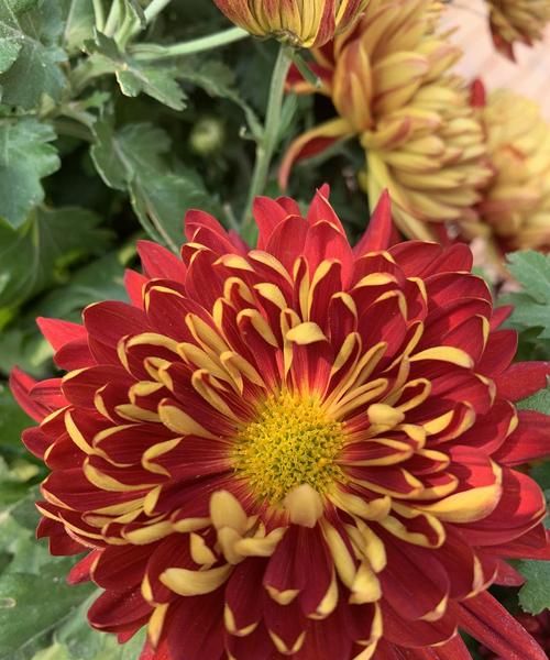 左眼跳桃花开右眼跳菊花开什么意思