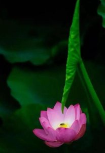 莲花的文化内涵(莲花的文化内涵和象征的意义)