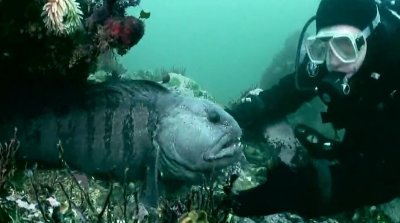 ​实拍海洋巨型怪兽 狼鱼！长满狼牙