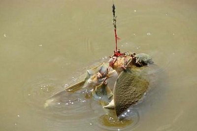 钓甲鱼的口诀和注意事项(怎样钓甲鱼最有效的方法)