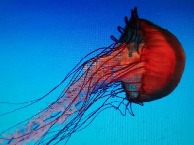 ​美丽而神奇的海洋动物水母，千姿百态，色彩艳丽，太漂亮了