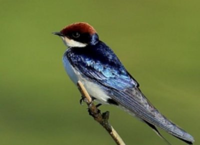 ​世界上飞的最快的鸟：尖尾雨燕最快时速达352千米