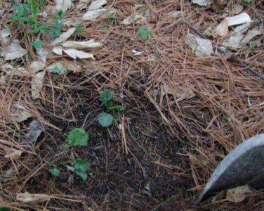 ​干松针可以直接拌土种花吗（松针土怎样处理后才能养花）