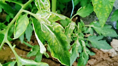 ​潜叶蝇打什么药效果好（蔬菜种植防治潜叶蝇的4种方法）