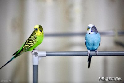 ​收藏吧！哪些鹦鹉可以合法饲养不办手续？哪些鹦鹉不能养违法？