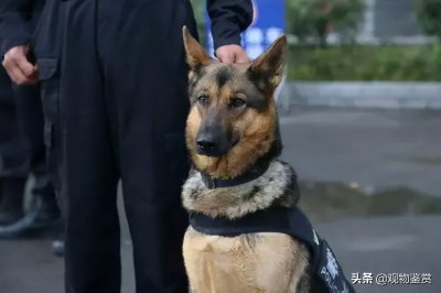 ​警犬一般是什么品种，都可以执行哪些警务任务