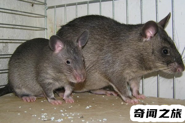 核辐射后的变异老鼠(有心人博人眼球编造出来的故事)(3)_