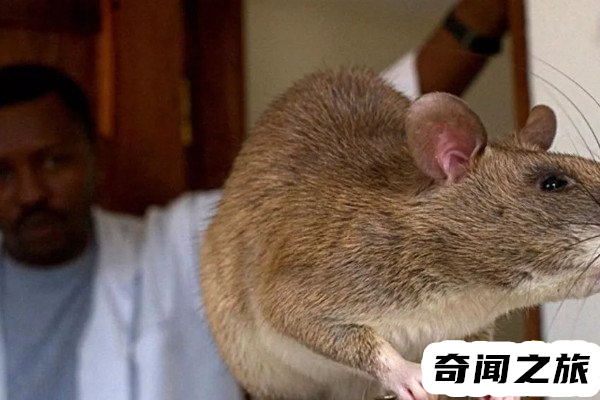 核辐射后的变异老鼠(有心人博人眼球编造出来的故事)(4)_