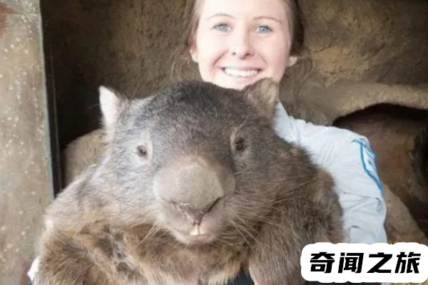 核辐射后的变异老鼠(有心人博人眼球编造出来的故事)(2)_