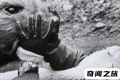 ​核辐射后的变异老鼠(有心人博人眼球编造出来的故事)