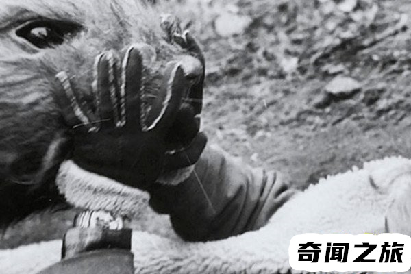 核辐射后的变异老鼠(有心人博人眼球编造出来的故事)(1)_