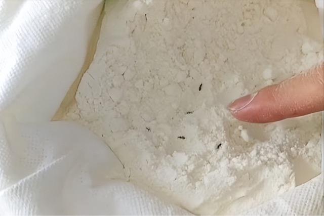 生活为什么面粉里面会生虫（面粉出黑虫了还能吃吗）  1
