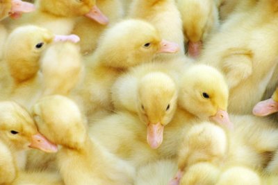 ​小鸭子喜欢吃什么食物?（幼小鸭子吃什么）