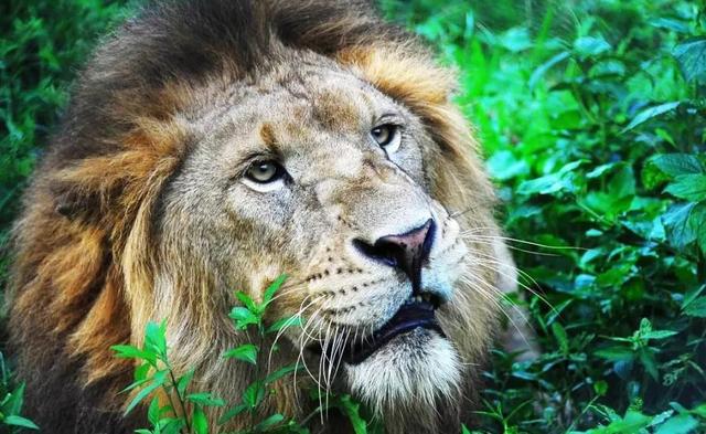 深圳野生动物园优惠门票下午场（深圳野生动物园特惠门票来袭）(9)