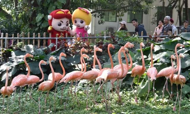 深圳野生动物园优惠门票下午场（深圳野生动物园特惠门票来袭）(3)