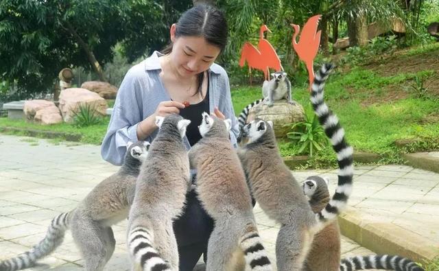 深圳野生动物园优惠门票下午场（深圳野生动物园特惠门票来袭）(11)