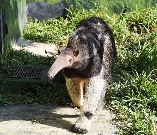 深圳野生动物园优惠门票下午场（深圳野生动物园特惠门票来袭）(10)