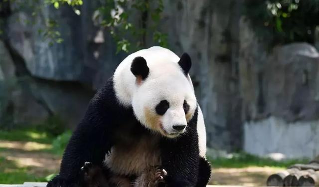 深圳野生动物园优惠门票下午场（深圳野生动物园特惠门票来袭）(6)