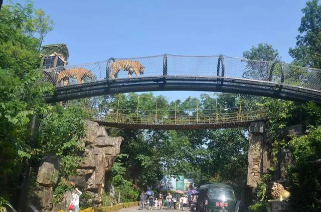 深圳野生动物园优惠门票下午场（深圳野生动物园特惠门票来袭）(7)