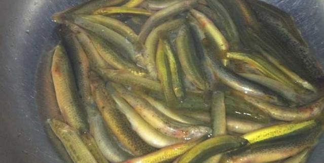 爆炒泥鳅时，大部分人没有掌握这个技巧，难怪泥鳅很腥有异味