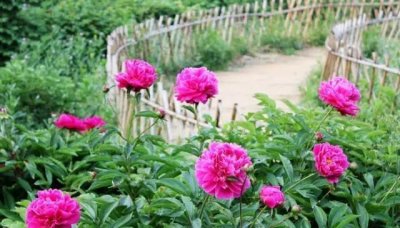 ​实用｜自从学会了这3招，自制的花肥再也不臭烘烘了！