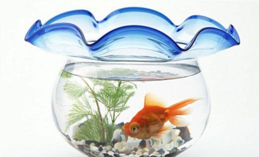 实用｜自从学会了这3招，自制的花肥再也不臭烘烘了！