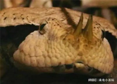 ​世界上毒性最强的蛇类动物之一 加蓬咝蝰（Bitis gabonica）蛇