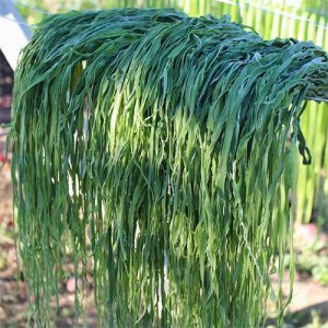 ​贡菜是什么菜？它与莴笋的区别在哪里？