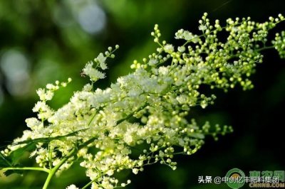 ​珍珠梅的盆景养护技巧