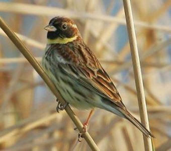 ​又一种被吃成濒危的动物，传说能壮筋骨通经络，壮阳补肾！