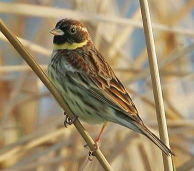 又一种被吃成濒危的动物，传说能壮筋骨通经络，壮阳补肾！