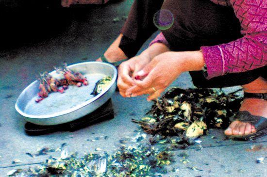 又一种被吃成濒危的动物，传说能壮筋骨通经络，壮阳补肾！