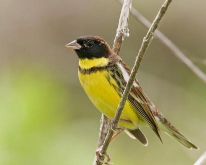 又一种被吃成濒危的动物，传说能壮筋骨通经络，壮阳补肾！