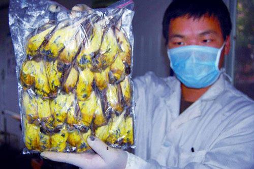 又一种被吃成濒危的动物，传说能壮筋骨通经络，壮阳补肾！