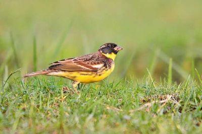 又一种被吃成濒危的动物，传说能壮筋骨通经络，壮阳补肾！