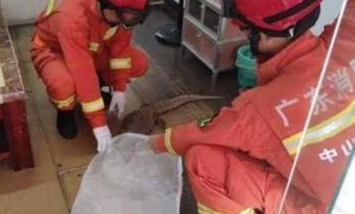 ​大命！广东一条平原巨蜥闯入民居被擒，险成盘中餐