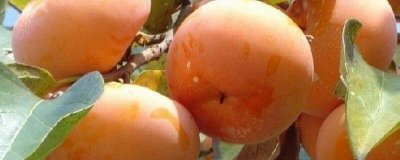 ​柿子能不能和山楂片一起吃呀 柿子能不能与山楂一起吃