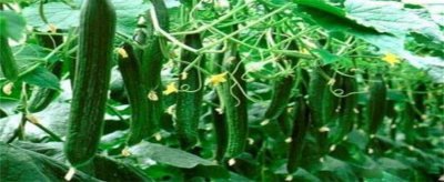 ​黄瓜如何管理才能高产量呢