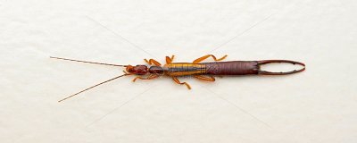 ​蠼螋是益虫还是害虫