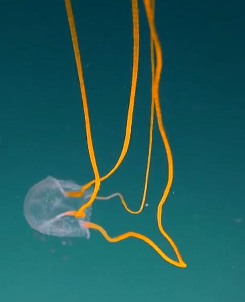 很奇葩的深海水母（动物界的天山童姥）