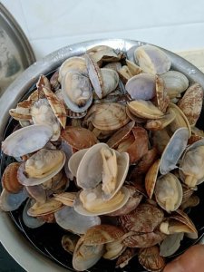 ​花甲怎样清洗才干净（清洗花甲的小技巧）