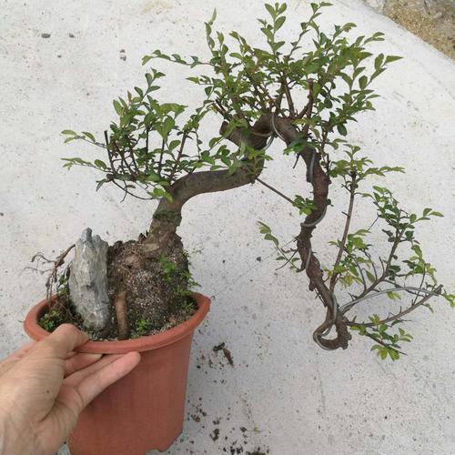 养了榆树盆景，却没造型长势差，哪里出了问题，该怎么恢复价值？