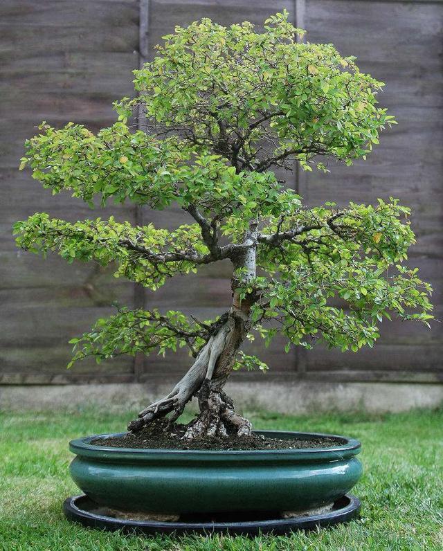 养了榆树盆景，却没造型长势差，哪里出了问题，该怎么恢复价值？