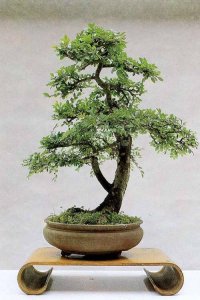 ​养了榆树盆景，却没造型长势差，哪里出了问题，该怎么恢复价值？